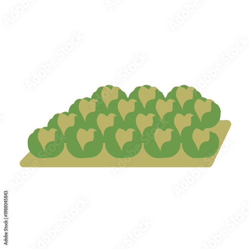Fresh Cabbage Patch Illustration: Healthy Vegetable Garden Harvest