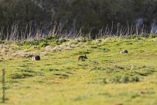 Rabbits feeding in a meadow in spring