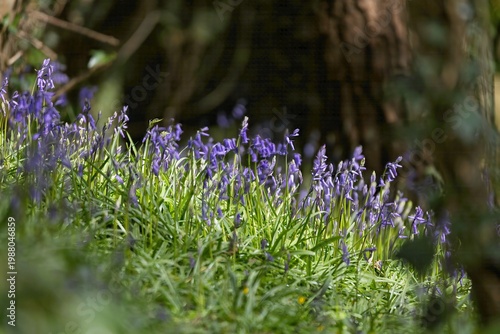 Bluebells in the forest in spring