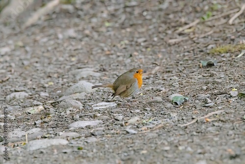 The Robin in spring