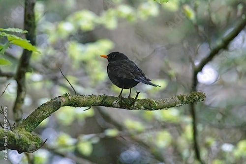 A blackbird perched on a tree in spring