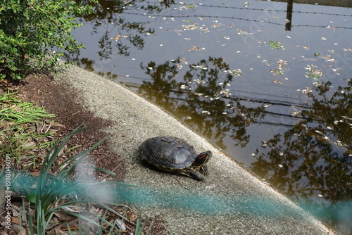 池と亀、甲羅干しする