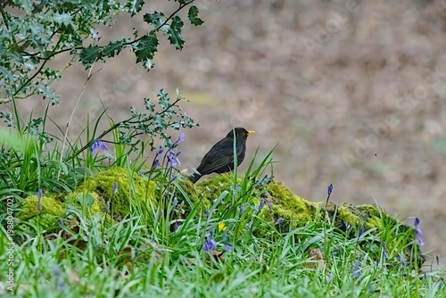 blackbird perched in the spring
