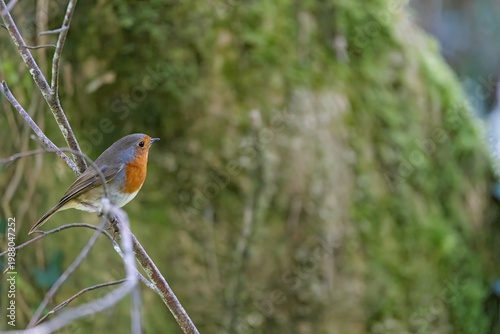 The Robin in spring