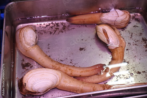 キモイ貝、魚介類