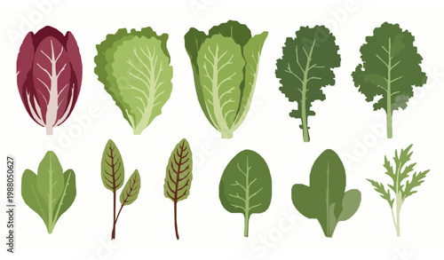 Fresh salad leaves collection radicchio lettuce kale spinach organic vegetable flat vector illustration set isolated on white background
