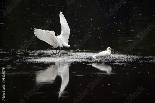 White Egrets in Water with Reflection and Wings Spread in Natural Wetland Scene