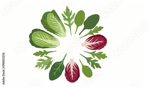 Top view salad leaves assortment in circle composition fresh organic greens vector illustration isolated on white