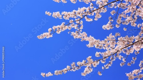 cherry blossom against blue sky