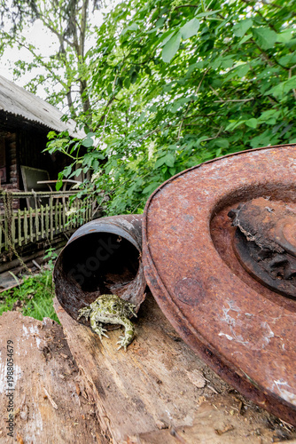 Among the wreckage, the European green toad (Bufotes virdis)