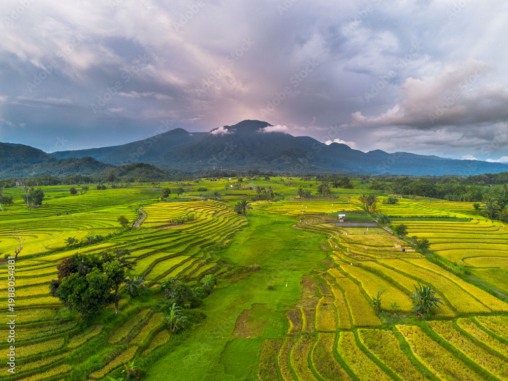 Obraz premium Beautiful morning view in Indonesia, panoramic landscape of rice fields with mountain ranges and clear sky