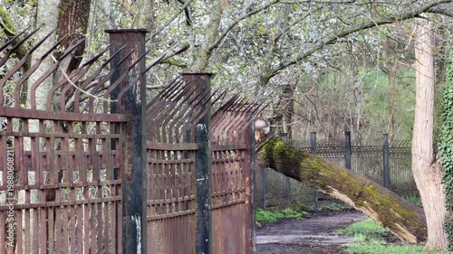 Wallpaper Mural A massive mossy tree trunk has fallen over, resting precariously against a sharp, rusty metal fence. The scene feels lonely and neglected as nature slowly overcomes the heavy industrial barrier. Torontodigital.ca