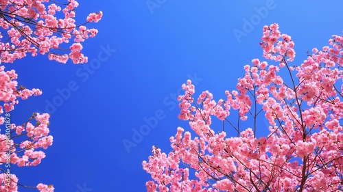 cherry blossom against blue sky	