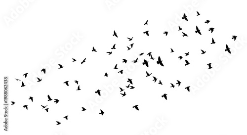 Fotografie flock of birds flying in the air