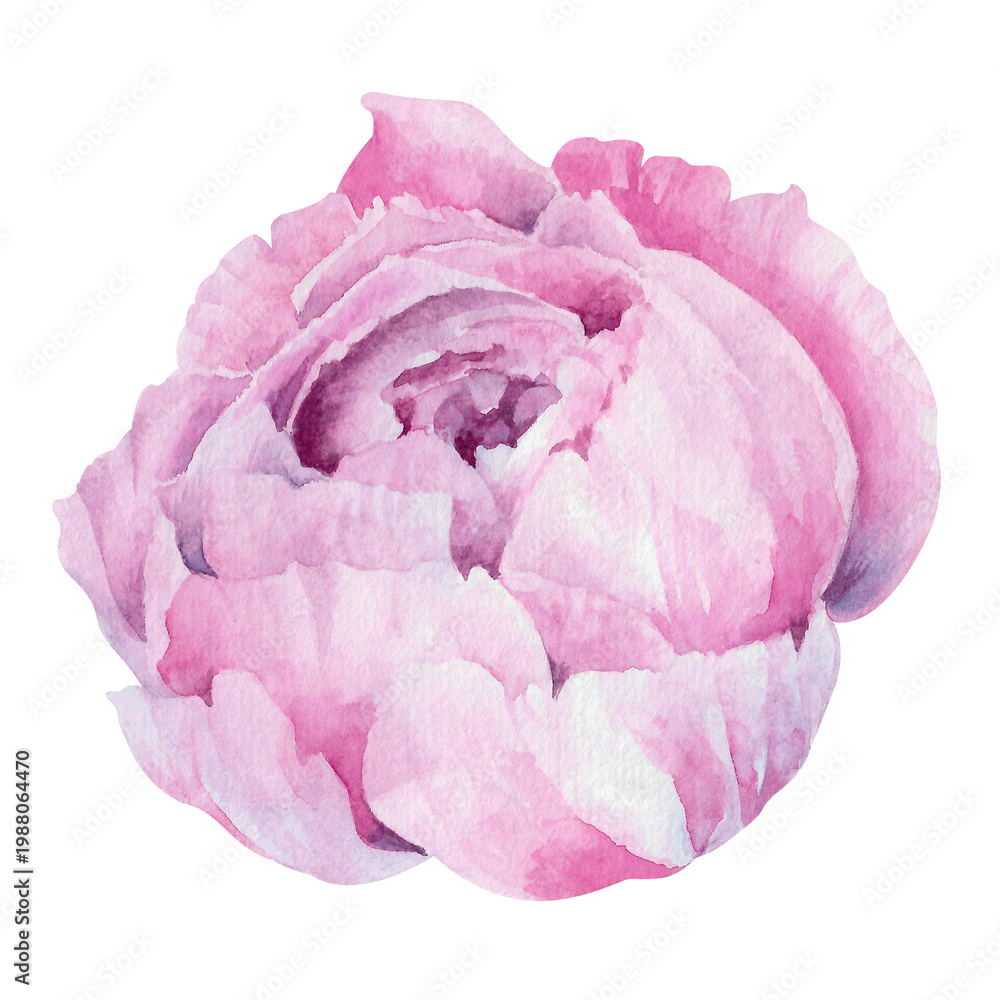 Fototapeta premium pink peony bud hand drawn floral watercolor illustration isolated on white. Elegant, bright botanical element for plant, spring, summer, garden designs, holiday, wedding invitations, cards, cosmetics