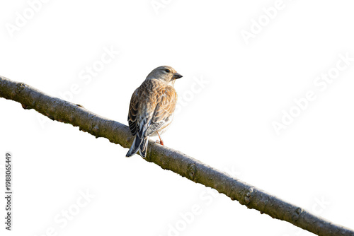 Small brown bird perched on branch isolated on transparent background