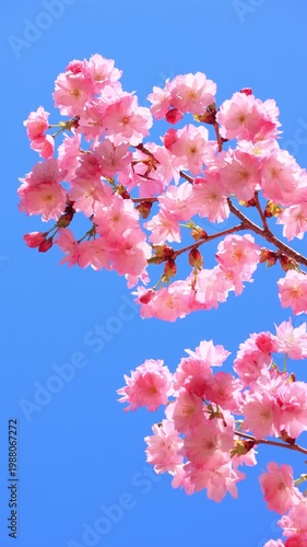 vertical video of cherry blossom against blue sky