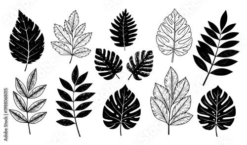Black leaf prints vector foliage traced botanical elements set