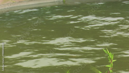 Calm water surface in forest river showing gentle ripples and peaceful natural environment in rural Bangladesh landscape scenery