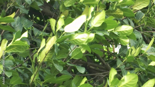 Leaves and branches moving in gentle wind near water creating calm relaxing natural environment in Bangladesh forest landscape