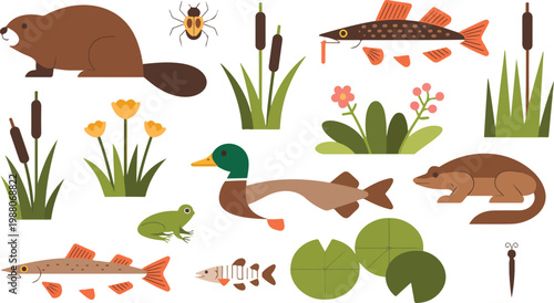 Set of lake and river wildlife animals including beaver mallard duck fish frog and aquatic plants for nature education and ecosystem projects