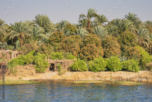 Palm trees at the river Nile