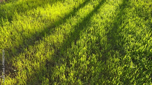 Wallpaper Mural Warm afternoon sunlight glows through fresh blades of grass. This bright scene feels cheerful and full of life. The long, dark shadows create a peaceful and relaxing atmosphere in the garden. Torontodigital.ca
