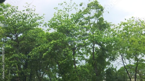 Wide view of tall forest trees under bright sky in Bangladesh showing dense greenery and peaceful natural landscape scenery