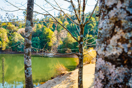 Photography Deoriatal lake surrounded by trees and greenery near Tungnath temple, Uttarakhan