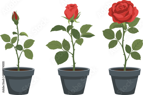 Rose growth stages vector illustration, potted plant blooming flower lifecycle garden botanical development sequence design