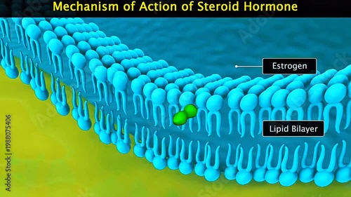 3D animation showing steroid hormone entering cell and activating gene expression in nucleus.