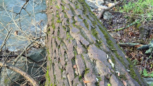 Wallpaper Mural A massive uprooted tree trunk stretches across a turbulent river after a storm. This powerful scene creates a somber yet awe-inspiring feeling of nature's unpredictable strength. Torontodigital.ca