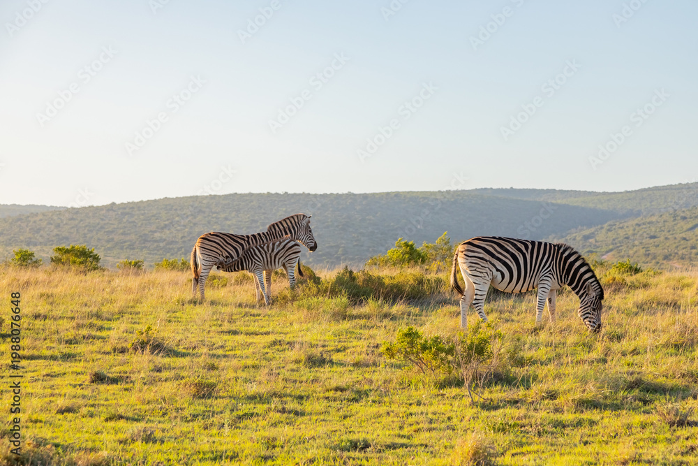 Fototapeta premium Zebra in Addo Elephant Safari Park