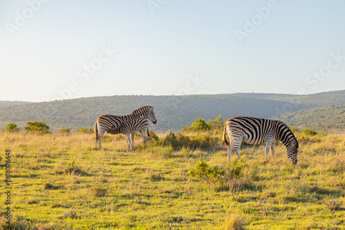 Zebra in Addo Elephant Safari Park