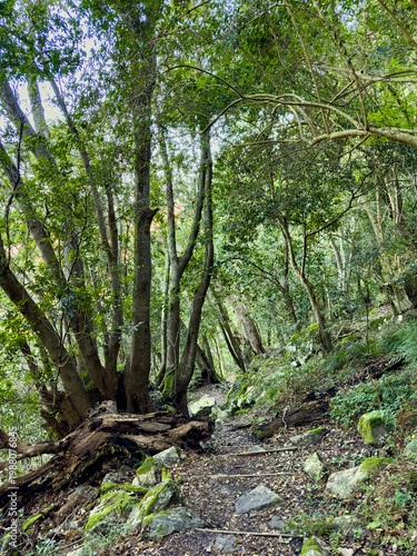 Mysterious hiking trail path through dense mountain forest