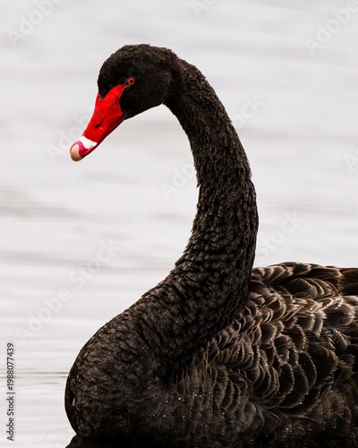 black swan on the water