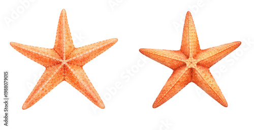A charming watercolor collection of orange starfish featuring detailed sea stars with textured arms and warm coastal tones illustrated in a natural marine style