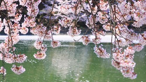 cherry blossom in spring
