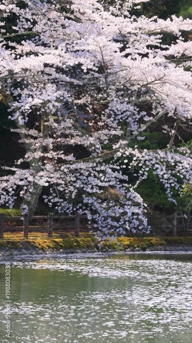 cherry blossom in spring