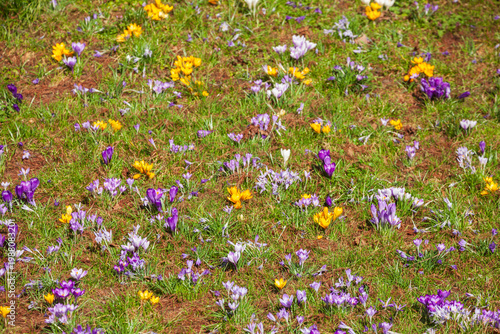 Blühende lila Krokusse , Deutschland