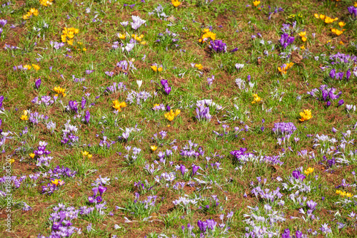 Blühende lila Krokusse , Deutschland