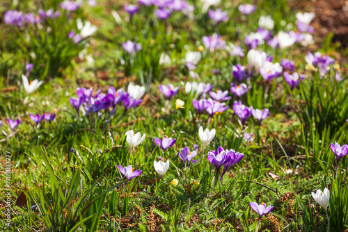 Blühende lila Krokusse , Deutschland