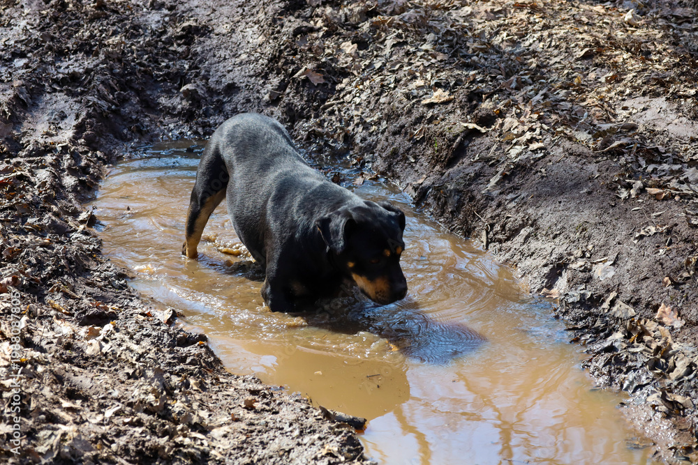 Obraz premium A black rottweiler stands in a deep, muddy puddle on a damaged forest road covered with dry leaves. The dog is looking down into the murky water, exploring its path or seeking something during a walk