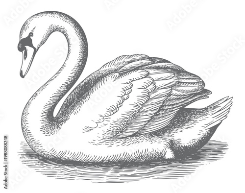 Swan illustration in vintage engraving style with detailed feather line work isolated vector.