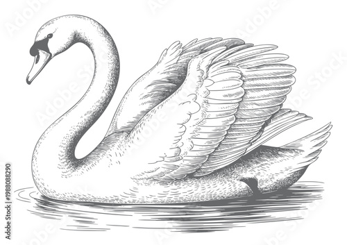 Swan illustration in vintage engraving style with detailed feather line work isolated vector.