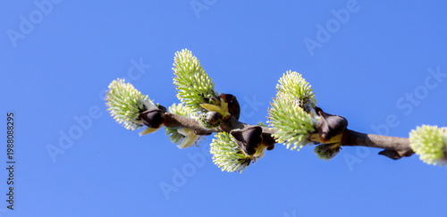 Obraz na plátně ​A willow branch with young green catkins contrasts against a clear blue sky on a sunny spring day