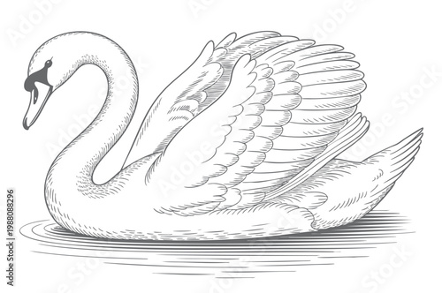 Swan illustration in vintage engraving style with detailed feather line work isolated vector.