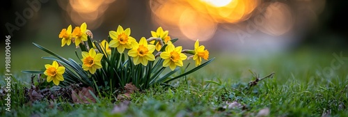 Vibrant daffodils blooming in a lush meadow on a sunny spring day with soft blurred background.