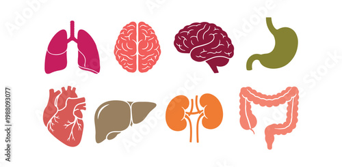 Set of internal organ icons presented in multiple sizes and formats.