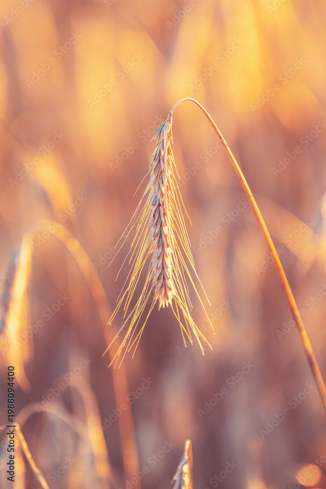 Fototapeta premium Wheat field at sunset. Beautiful nature